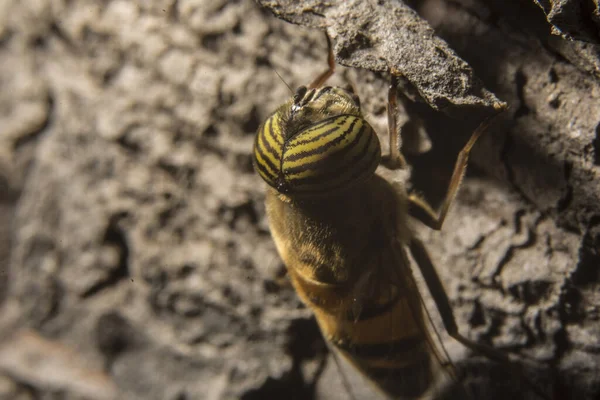 一种带眼睛的无人驾驶苍蝇 Eristalinus Taeniops 的宏观照片 — 图库照片