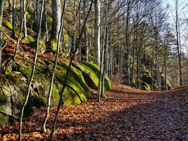 昼間はノルウェーの森の苔で覆われた崖のそばの木 — ストック写真