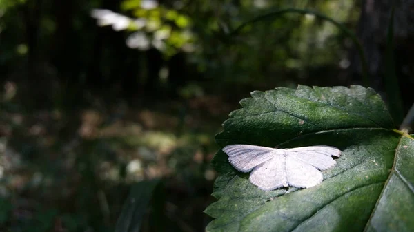 Eine Selektive Fokusaufnahme Eines Schönen Schmetterlings Auf Einem Grünen Blatt — Stockfoto