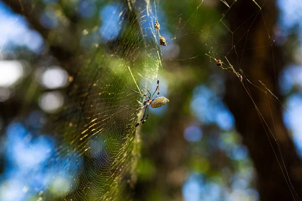 Plan Macro Une Araignée Sur Une Toile Araignée Avec Fond — Photo