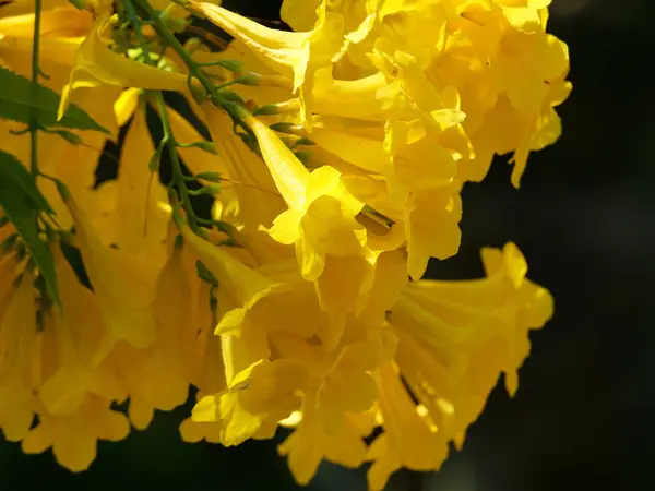 Closeup Shot Yellow Blooming Bellflowers — Stock Photo, Image