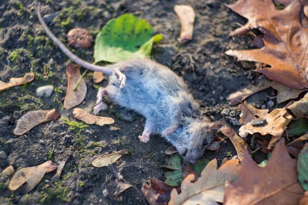 Selektywne Ujęcie Martwego Szczura Wśród Jesiennych Liści — Zdjęcie stockowe
