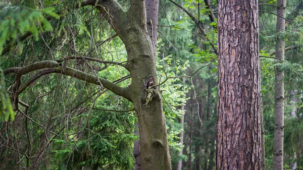 Tiro Close Belos Troncos Árvores Uma Floresta — Fotografia de Stock