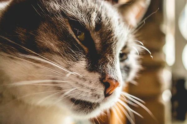 Ένα Πορτραίτο Μιας Χαριτωμένης Γάτας Περιέργως Κοιτάζοντας Την Κάμερα — Φωτογραφία Αρχείου