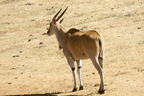 Une Seule Antilope Sauvage Dans Désert — Photo