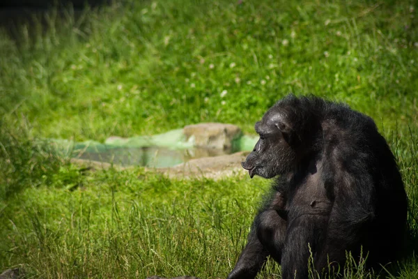 Een Selectieve Focus Shot Van Een Chimpansee Zittend Een Groen — Stockfoto