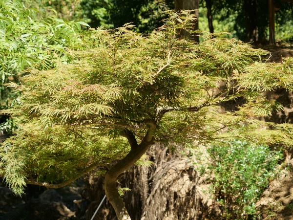Uma Árvore Verde Brilhante Crescendo Parque — Fotografia de Stock