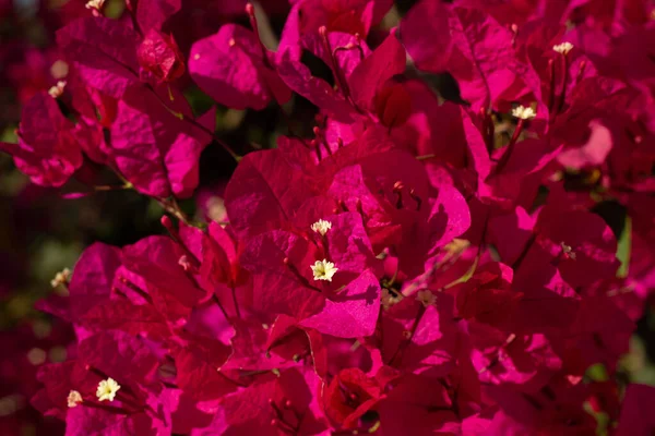 Detailní Záběr Růžové Květinové Bougainvillea Kvetla Zahradě — Stock fotografie