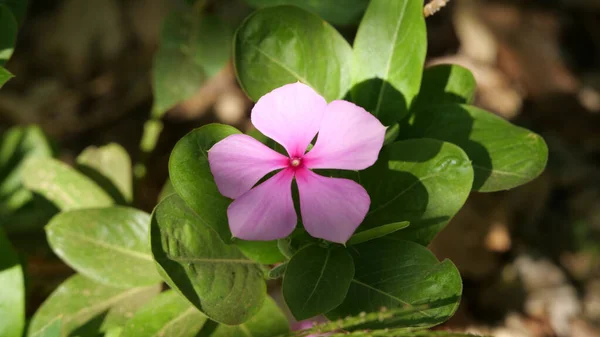 Närbild Skott Blommande Rosa Madagaskar Periwinkle Blomma — Stockfoto