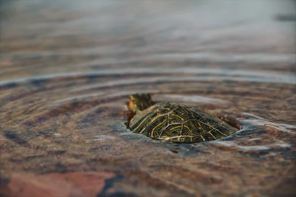 Small Turtle Swimming Water — Stock Photo, Image