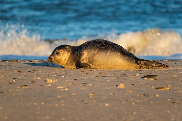 在海浪的映衬下 沙滩上一只可爱的海豹 — 图库照片