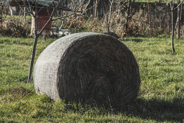 Mise Point Sélective Une Balle Foin Dans Champ Vert — Photo