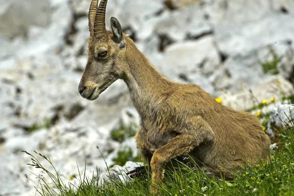 Jeune Bouquetin Alpin Couché Sur Herbe Haute Savoie — Photo