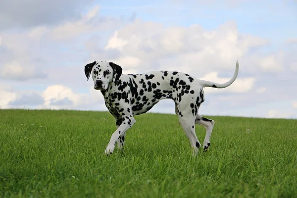 Closeup Shot Patterned White Dalmatian Dog Grass Four Legs — Stock Photo, Image