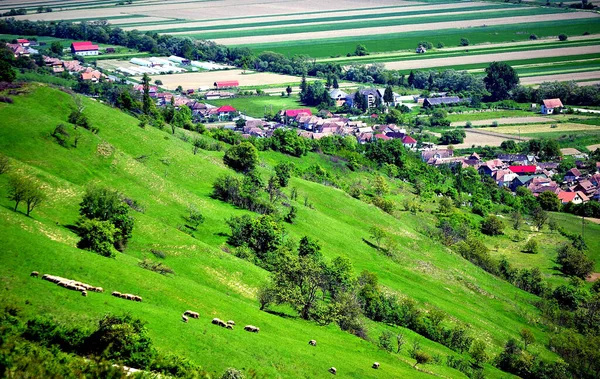 Sığırlar Kırsal Bölgenin Yakınındaki Tepede Otluyor — Stok fotoğraf