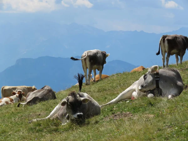 Ένα Κοπάδι Αγελάδες Που Αναπαύονται Στο Λιβάδι Βουνά Στο Βάθος — Φωτογραφία Αρχείου
