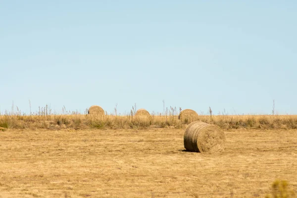 Yellow Rolls Bales Hay Vast Open Field — Stock Photo, Image