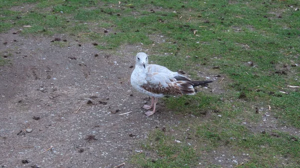 Une Mouette Blanche Sur Herbe — Photo