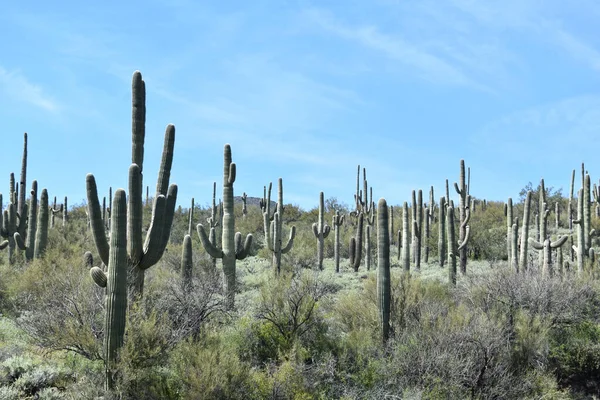 Una Vista Paisaje Cactus Saguaro Con Cielo Azul Desierto Sonorense —  Fotos de Stock