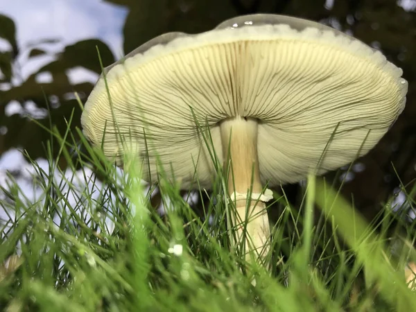 Een Close Van Een Groeiende Grote Witte Wilde Paddestoel Het — Stockfoto