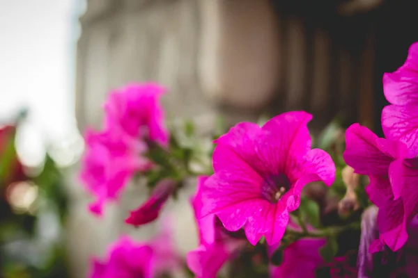 Tiro Foco Seletivo Petúnias Rosa — Fotografia de Stock