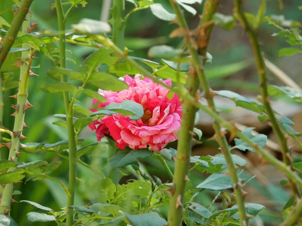 Närbild Blommande Rosa Ros Buske — Stockfoto