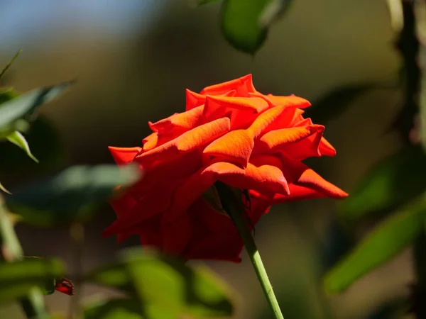 一朵盛开的橘红色玫瑰的选择性聚焦镜头 — 图库照片
