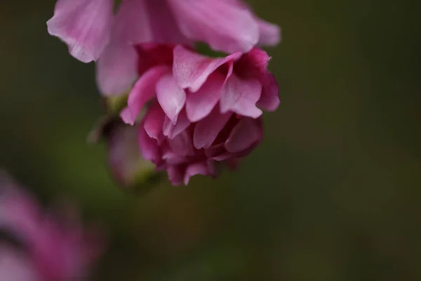 Μια Επιλεκτική Φωτογραφία Ενός Ροζ Λουλουδιού — Φωτογραφία Αρχείου