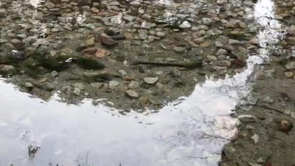 清澈的河水 底部是五彩斑斓的岩石和卵石 — 图库视频影像
