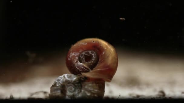 Closeup Snail Underwater Fish Swimming Next — Stockvideo