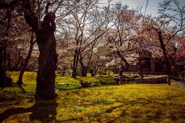 昇仙園の晴れた日に畑で育つ桜の美しい景色 — ストック写真