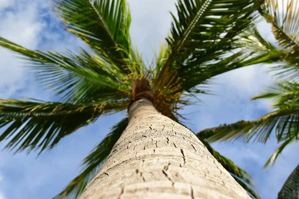 Een Lage Hoek Opname Van Een Prachtige Palm Boom Overdag — Stockfoto