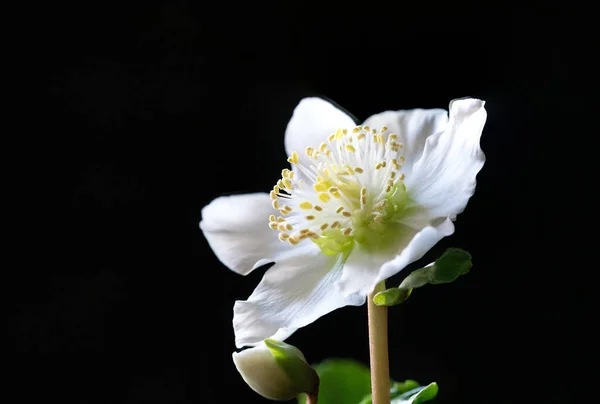 Λευκό Λουλούδι Μαύρο Φόντο — Φωτογραφία Αρχείου