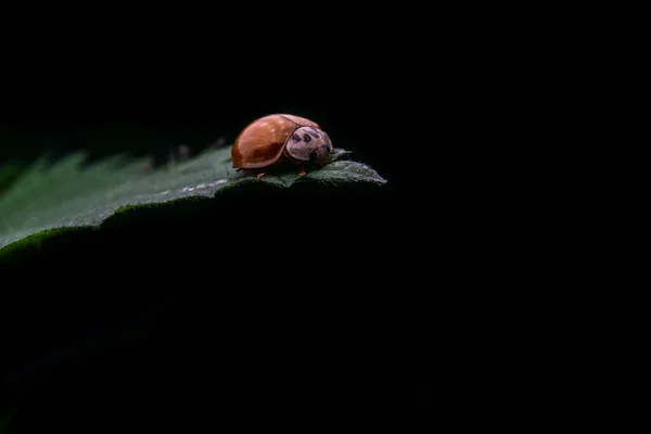 黒い背景に孤立した緑の葉の上にテントウムシのクローズアップショット — ストック写真