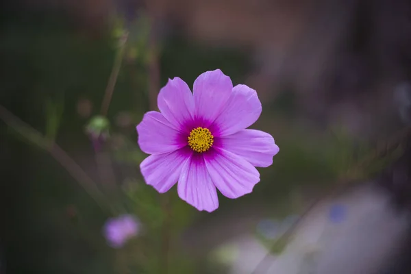 Крупный План Фиолетового Цветка Космеи Расплывчатой Спине — стоковое фото