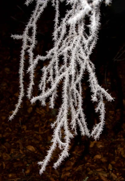 Селективный Фокус Ветвей Дерева Покрытых Кристально Чистым Морозом Темном Фоне — стоковое фото
