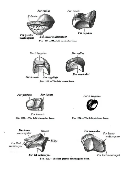 Uma Página Livro Atlas Anatomia Humana — Fotografia de Stock