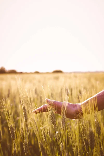 小麦种植园中一只手摸小麦植株的垂直特写 — 图库照片