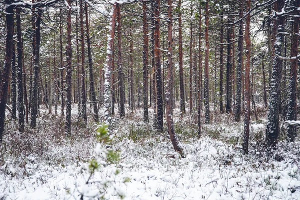 Zimní Les Pokrytý Sněhem — Stock fotografie