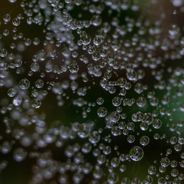 Macro Shot Water Drops Spider Web — Stock Photo, Image