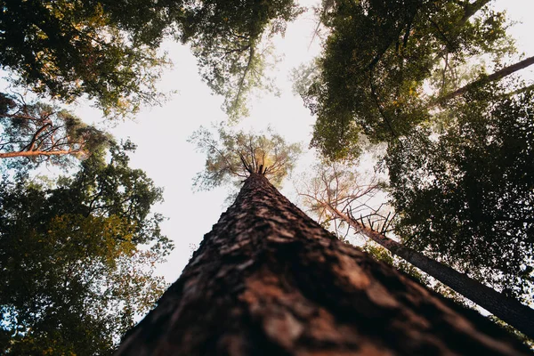 Arbres Verts Dans Forêt — Photo