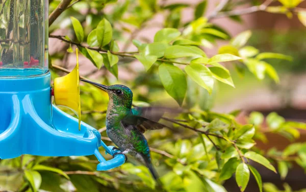 Ein Kolibri Trinkt Wasser — Stockfoto