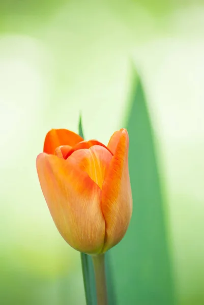 Plan Vertical Fleur Tulipe Orange Parfait Pour Papier Peint — Photo