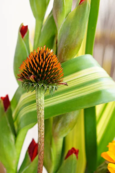 Enfoque Selectivo Una Hermosa Composición Flores Echinacea — Foto de Stock