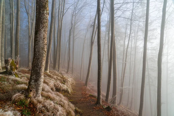 Ein Weg Einem Wald Voller Bäume Und Nebel Herbst Ideal — Stockfoto