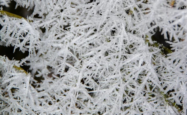 Närbild Den Kristallklara Morgonfrosten Som Täcker Växterna — Stockfoto