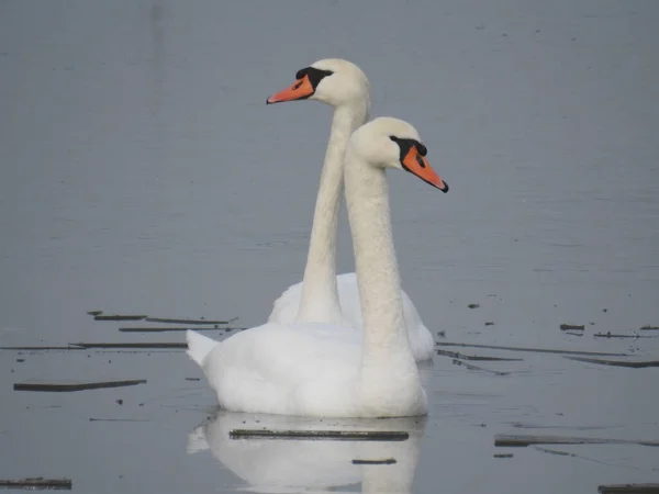 Una Hermosa Toma Dos Cisnes Nadando Lago — Foto de Stock