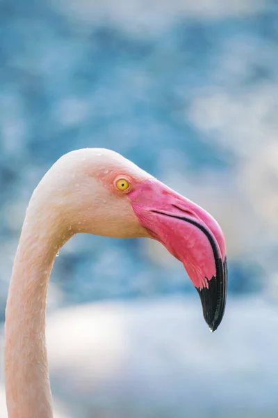 Een Verticale Selectieve Focus Shot Van Een Flamingo Areen Wildlife — Stockfoto