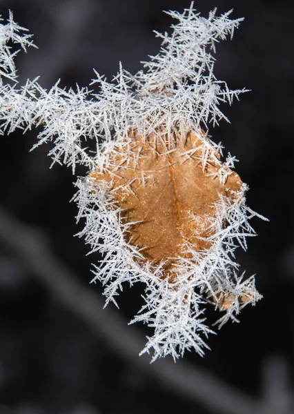 Gros Plan Des Aiguilles Cristallines Gel Qui Recouvrent Feuille Brune — Photo