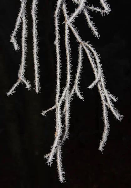 暗い背景に透明な霜に覆われた木の枝の選択的な焦点 — ストック写真